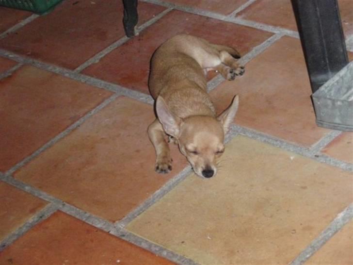 Chihuahua Tyson billede 6