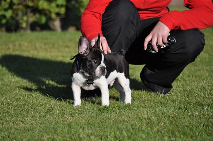 Fransk bulldog Buffas billede 3