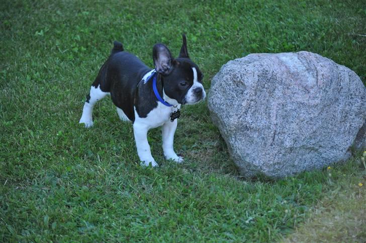 Fransk bulldog Buffas billede 4