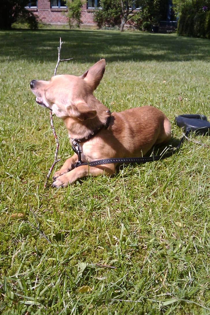 Chihuahua Tyson billede 7