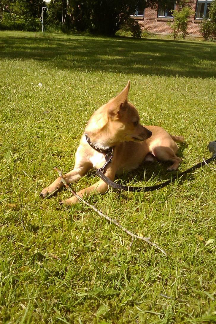 Chihuahua Tyson billede 8