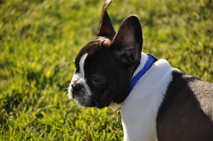 Fransk bulldog Buffas billede 5