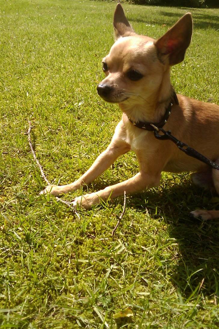 Chihuahua Tyson billede 9