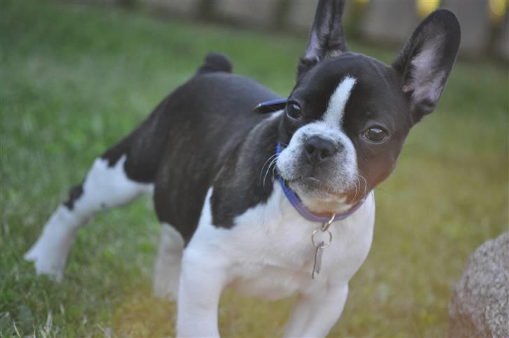 Fransk bulldog Buffas billede 6