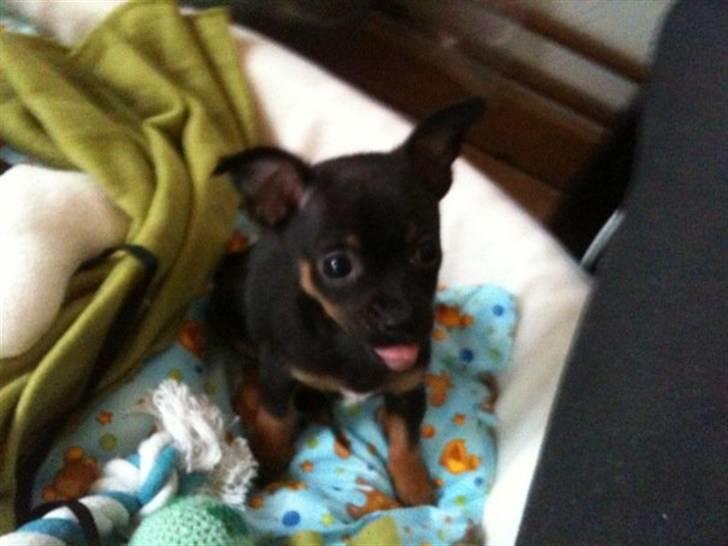 Blanding af racer Lille mand - heey mor, er der mad nu ? billede 6