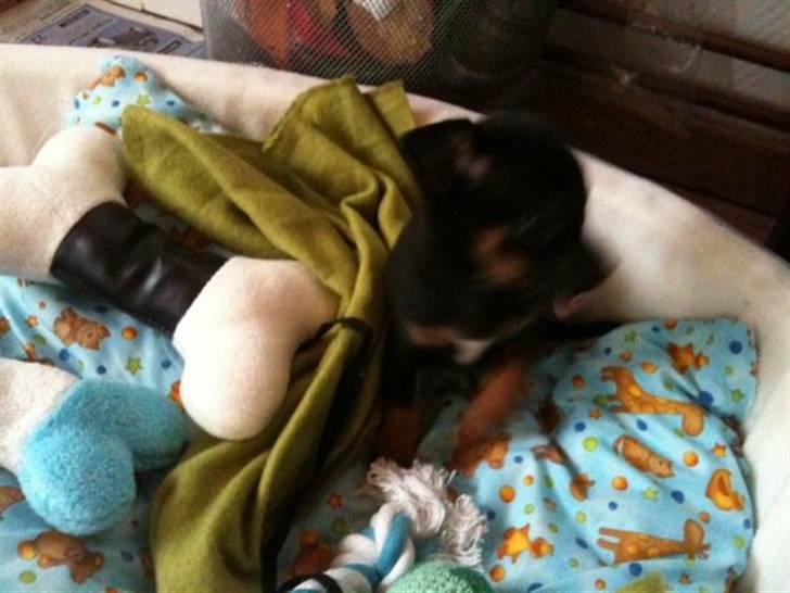 Blanding af racer Lille mand - godmorgen billede 7