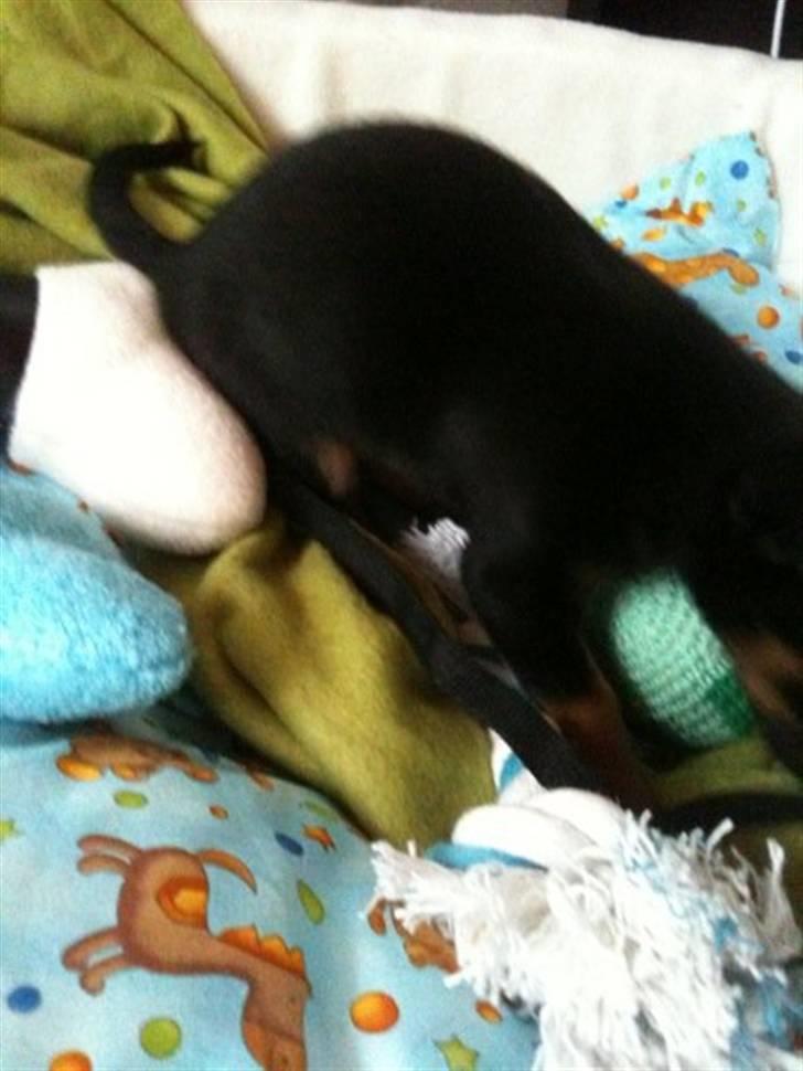 Blanding af racer Lille mand - gå amok på bolden :) billede 8