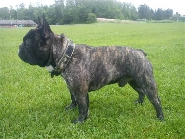 Fransk bulldog Arnold - Arnold *Nyt* billede 1