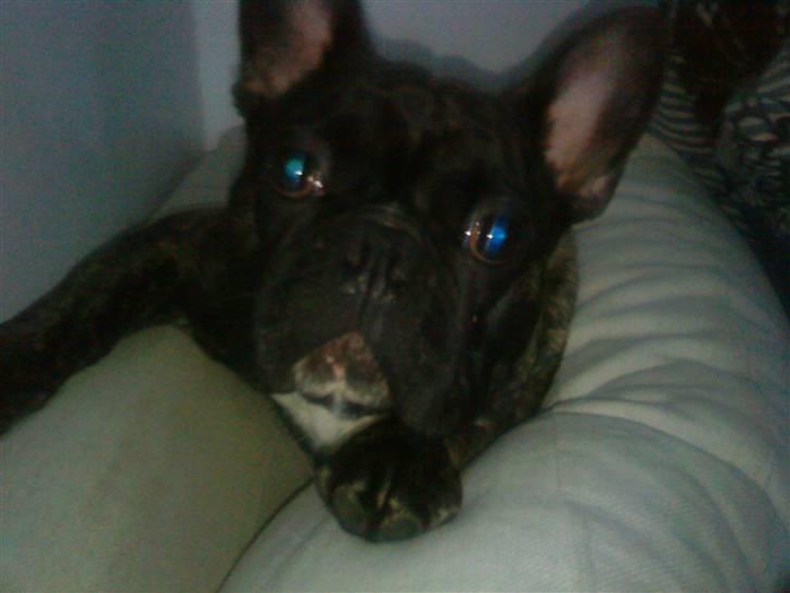 Fransk bulldog Arnold - Arnold der ligger i revnen i sofaen :-) billede 2