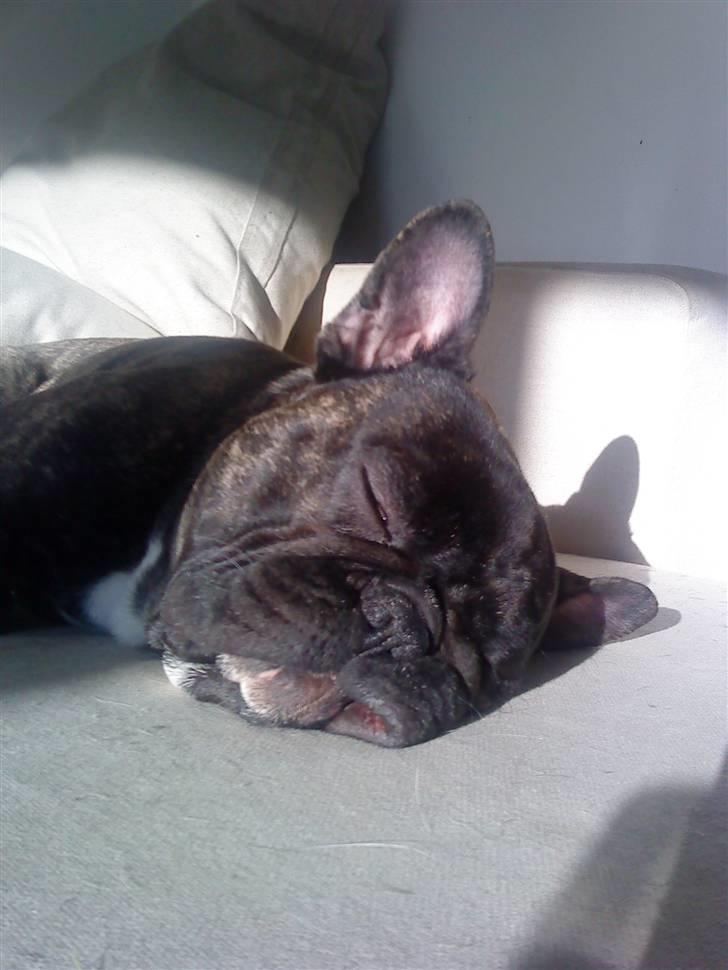 Fransk bulldog Arnold billede 3