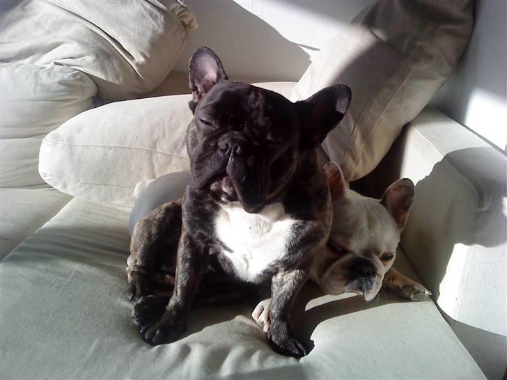 Fransk bulldog Arnold billede 4