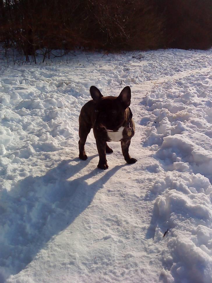 Fransk bulldog Arnold billede 5