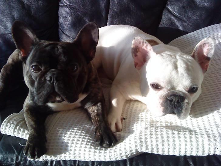 Fransk bulldog Arnold - Bedste venner det er helt sikkert.. <3 billede 6