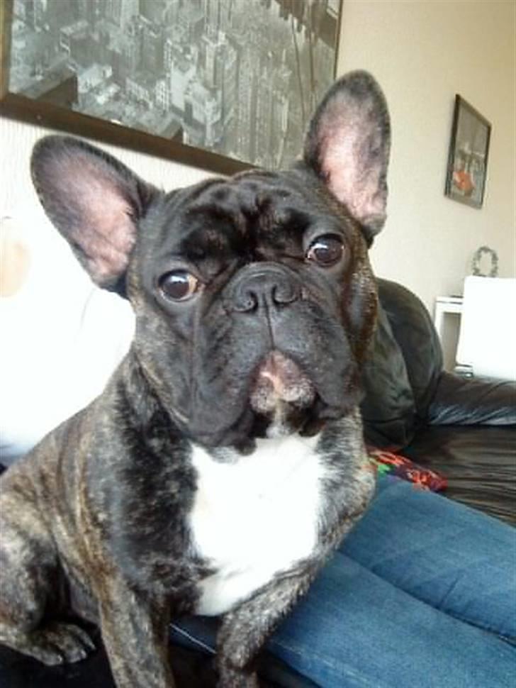 Fransk bulldog Arnold billede 7