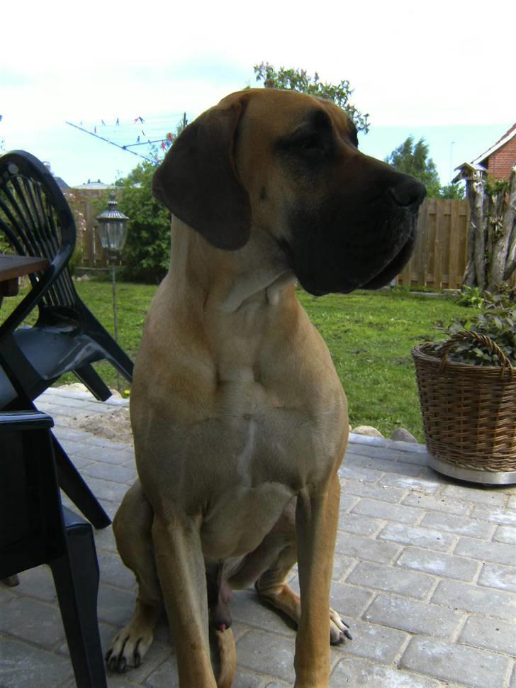 Grand danois Odin billede 1