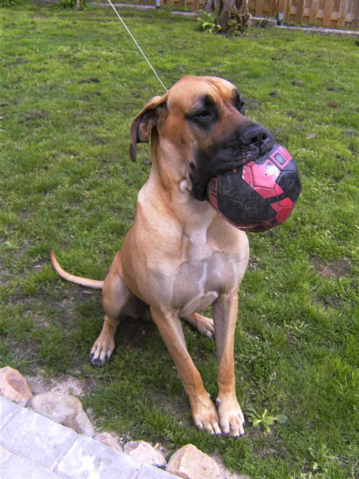 Grand danois Odin - Såå stolt :b  billede 3