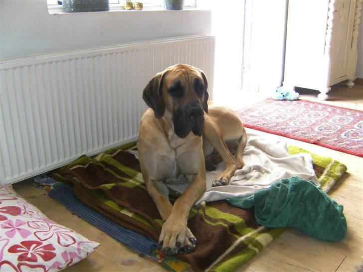 Grand danois Odin billede 4