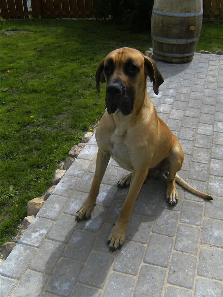 Grand danois Odin billede 5