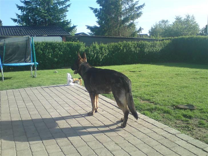 Schæferhund Athos  - Kongen skuer ud over sin have... billede 16