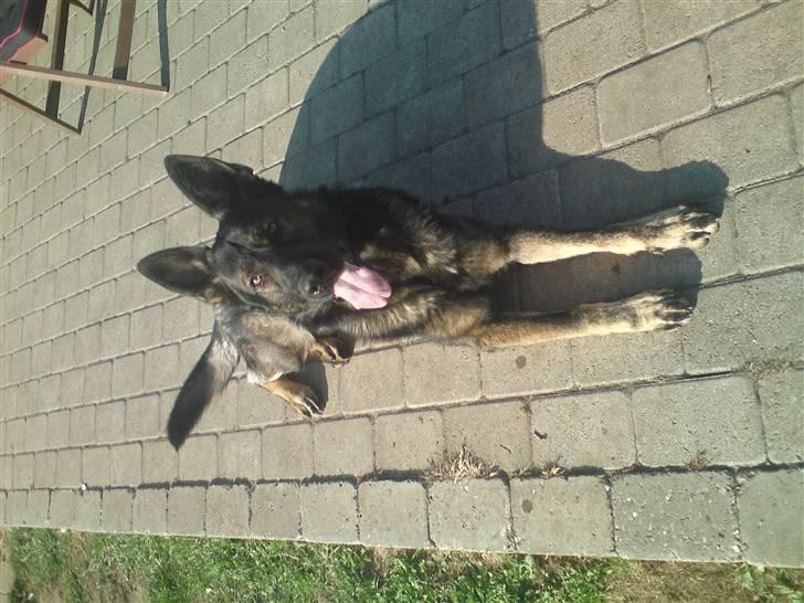 Schæferhund Athos  billede 17