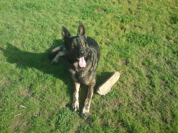 Schæferhund Athos  billede 18