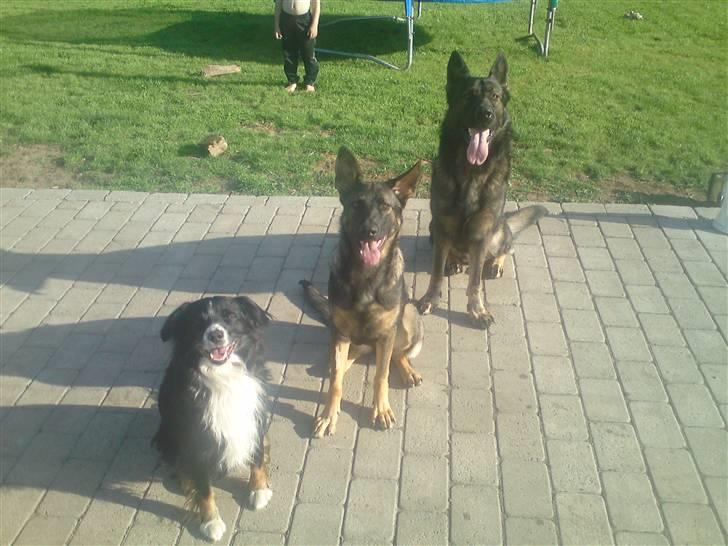 Schæferhund Athos  - Mig og min "hundefamilie" :-) billede 19