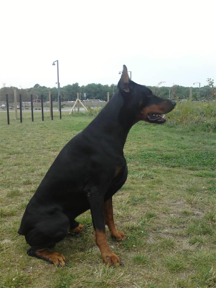 Dobermann Kerry Betelges / Tyrone billede 1