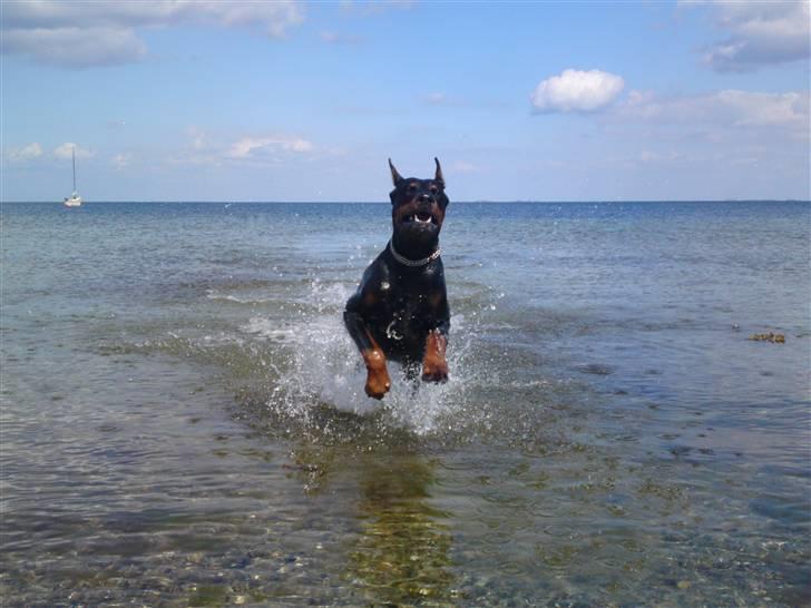 Dobermann Kerry Betelges / Tyrone billede 2