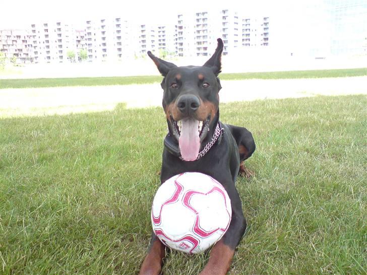 Dobermann Kerry Betelges / Tyrone billede 3