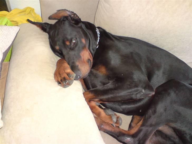 Dobermann Kerry Betelges / Tyrone billede 4