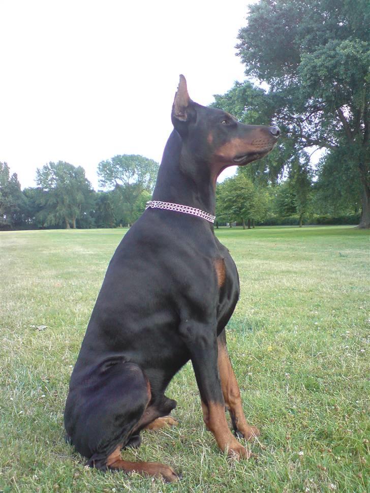 Dobermann Kerry Betelges / Tyrone billede 5