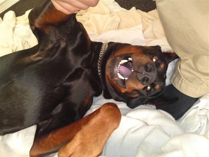 Dobermann Kerry Betelges / Tyrone billede 6