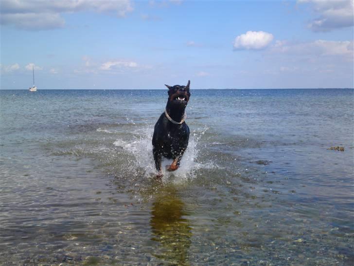 Dobermann Kerry Betelges / Tyrone billede 7