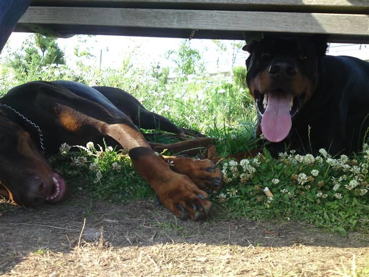 Dobermann Kerry Betelges / Tyrone billede 8