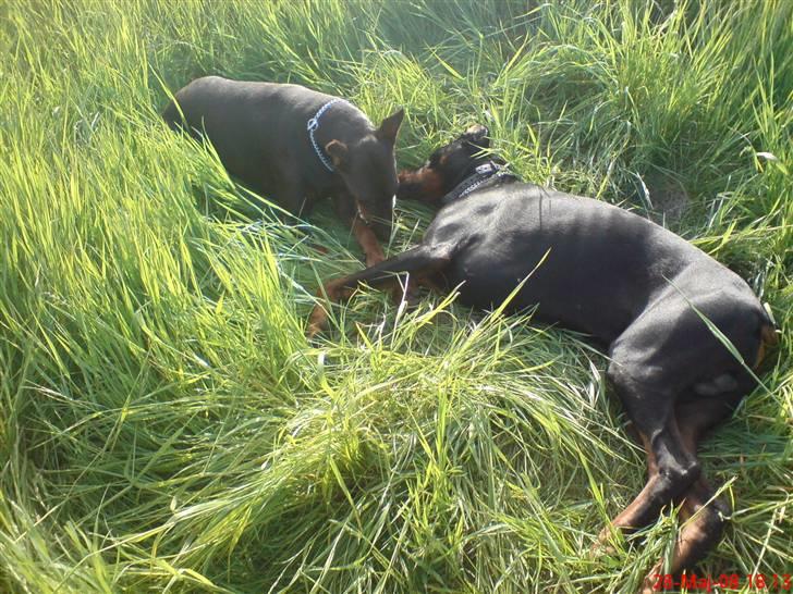 Dobermann Kerry Betelges / Tyrone billede 9