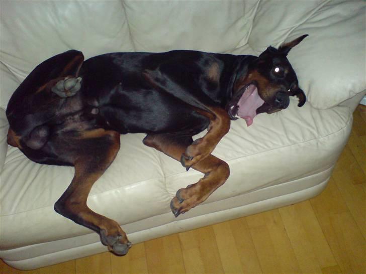 Dobermann Kerry Betelges / Tyrone billede 10