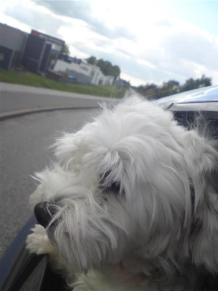 Malteser 'RAMEY' billede 14