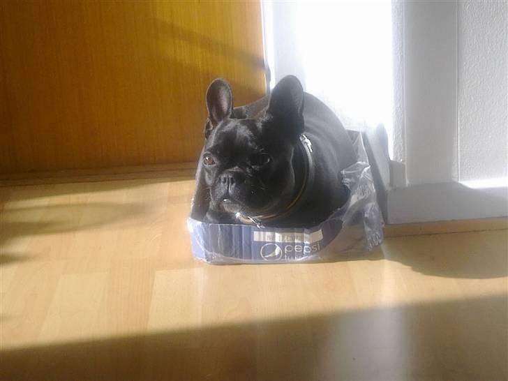 Fransk bulldog Medina - Ja hun syntes åbenbart den så god ud, perfekt i størrelsen. billede 16