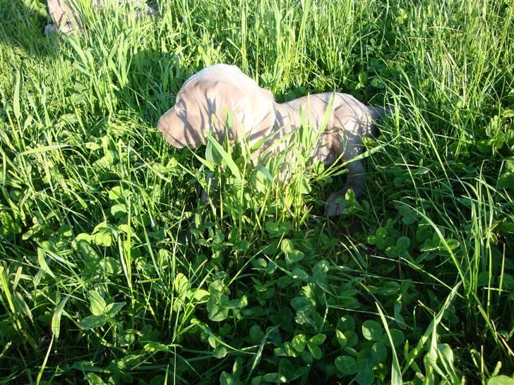 Blanding af racer Freja (R. I. P. )?? - Græs alle vegne :-) billede 13