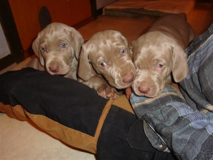 Blanding af racer Freja (R. I. P. )?? - Mig og et par søskende :-) billede 14