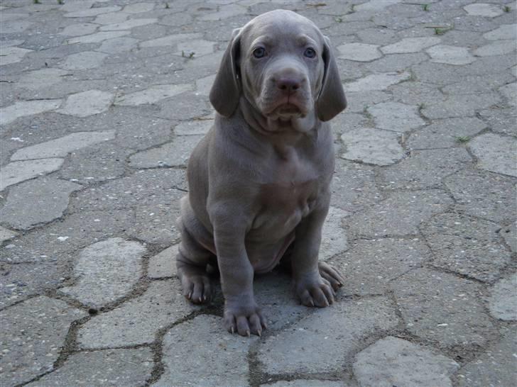 Blanding af racer Freja (R. I. P. )?? - Sidder pænt og venter. billede 15