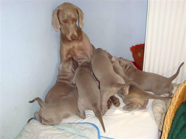 Blanding af racer Freja (R. I. P. )?? - Så er der mad. billede 16