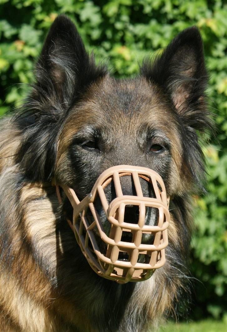 Tervueren Chacami Dess * Himmelhund - Dess har ikke noget imod mundkurven.. Den betyder nemlig at der er godbidder på vej billede 17