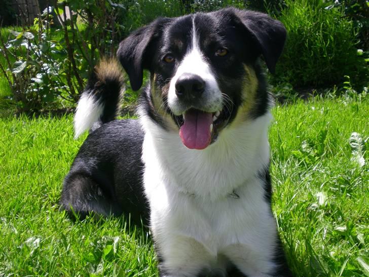 Blanding af racer Milo (Border Collie/Lab.) billede 20