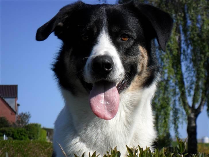 Blanding af racer Milo (Border Collie/Lab.) billede 8