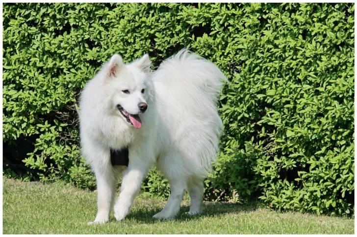 Samojedhund Koda  - Koda sommer 2010 billede 2