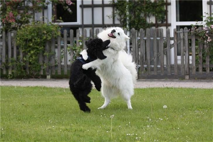 Samojedhund Koda  - Koda og Kiwi sommer 2010 billede 3