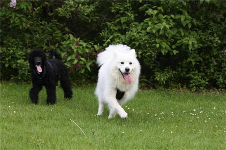 Samojedhund Koda  - Koda og Kiwi sommer 2010 billede 4