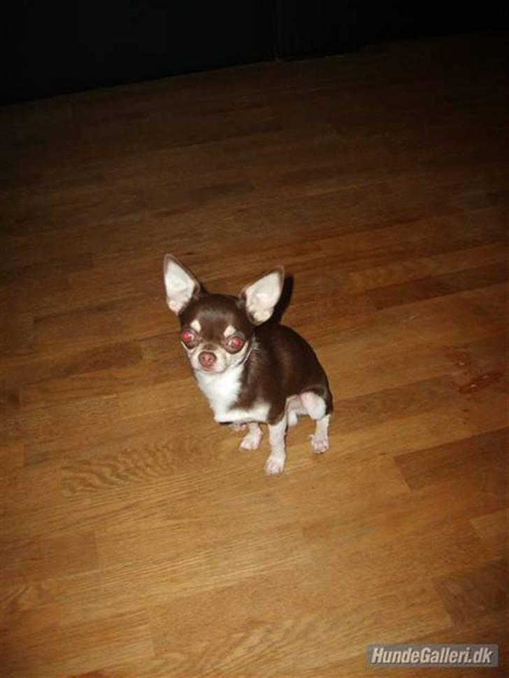 Chihuahua Choko Al Pacino - De første billeder af Choko billede 12