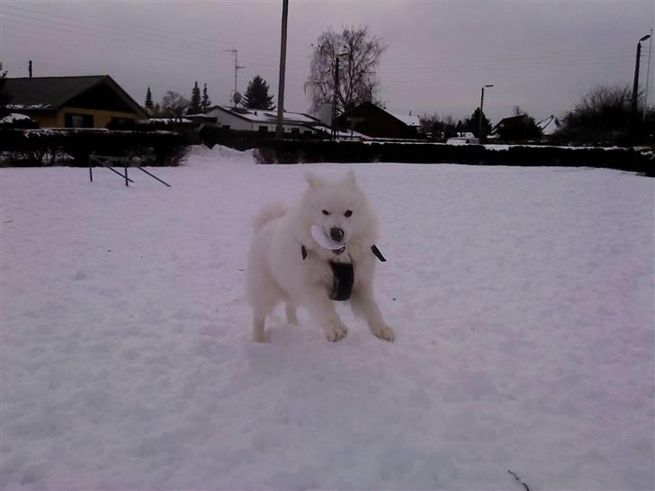 Samojedhund Koda  - Koda vinter 2010 billede 5